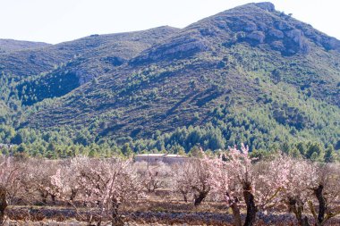 Güzel çiçek badem ağaçları ile çiçek köyünde Jalon, İspanya