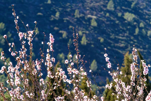 Hermosos almendros florecientes con flores en España — Foto de Stock