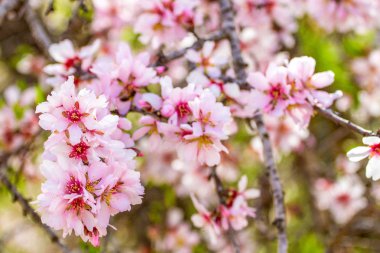 Almont ağaç dalında güzel badem çiçekleri