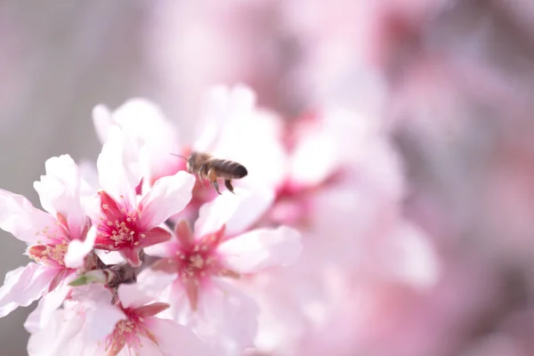 Honigbiene sammelt Pollen aus Mandelbaumblüten — Stockfoto