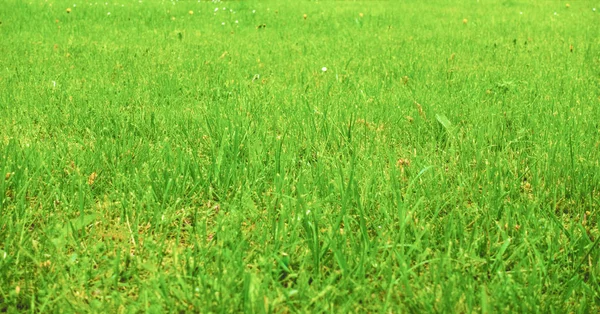 Erba verde sfondo naturale — Foto Stock