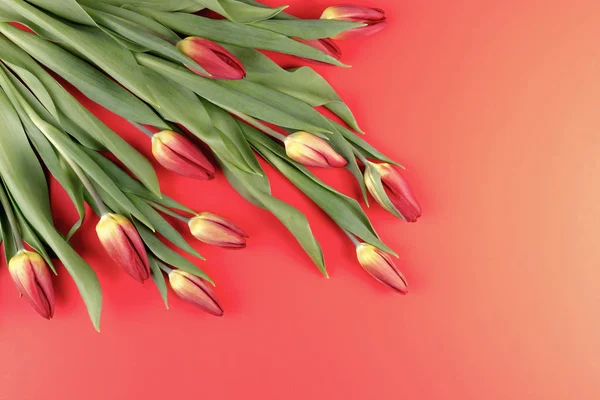 Тюльпаны в углу рамки на красном фоне — стоковое фото