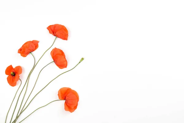 Rote Mohnblumen auf weißem Hintergrund — Stockfoto