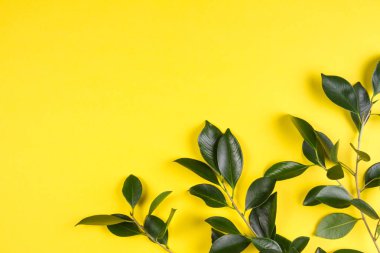 Yeşil ağaç yaprakları çerçeve sarı arka plana sahip