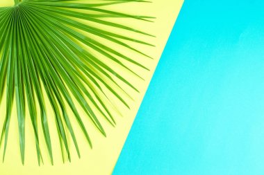 Renkli arka plan ile tropikal palmiye yaprağı.