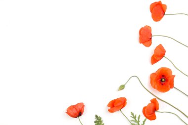 Beyaz zemin üzerine kırmızı haşhaş çerçeve