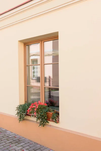 Modernes Fenster mit Blumentopf auf pastellfarbenem Wandhintergrund. — Stockfoto