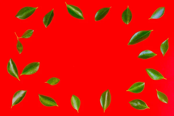 Árvore verde folhas quadro com fundo vermelho — Fotografia de Stock