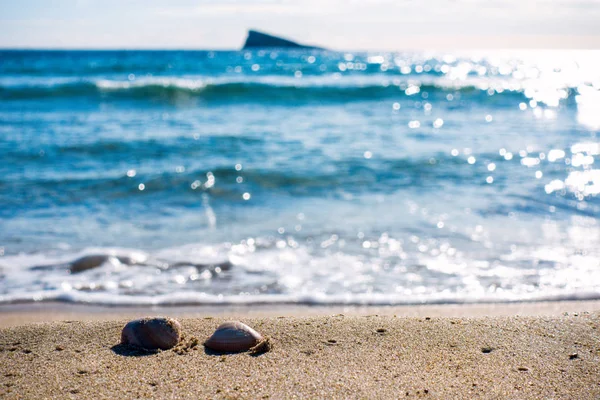 Conchas en la playa — Foto de Stock