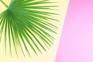 Pastel renkli arka plan tropikal palmiye yaprağı.