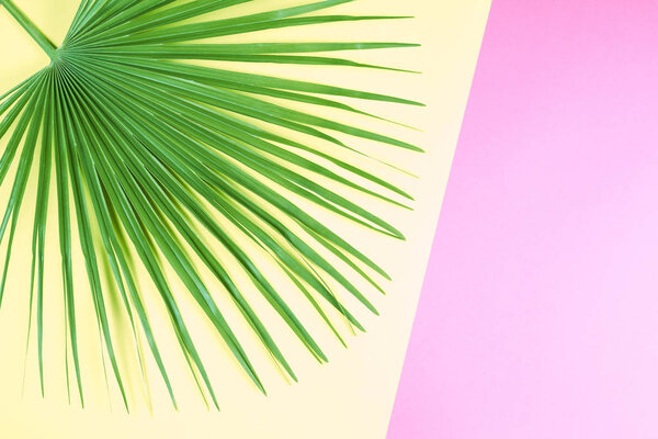 Tropical palm leaf on pastel colorful background.