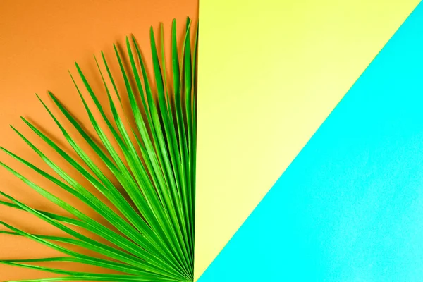 Połowa z tropikalnych palm liść z kolorowe tło — Zdjęcie stockowe