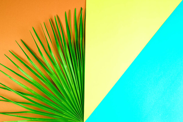 Половина тропического пальмового листа с красочным фоном
