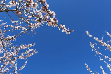 Mavi gökyüzü arka planında açan pembe badem ağacı