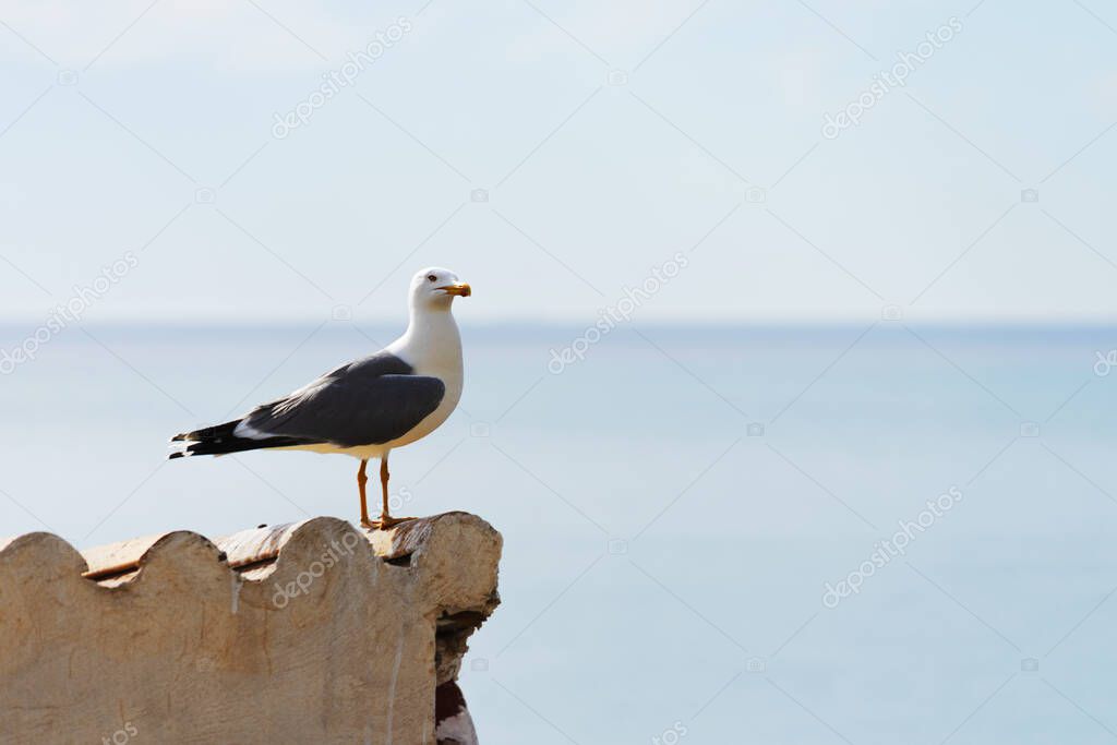 White seagull sitting on a roof with a blue sky background