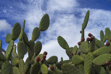Mavi arka planda büyük tropikal yeşil kaktüs