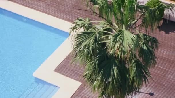 Blue turquoise swimming pool water, green palm tree and brown wooden terrace at sunny day from above — Stock Video