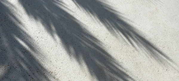Beton kabartma arkaplanda gölge palmiye yaprakları