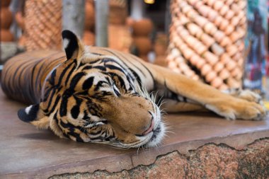 Hayvanat bahçesindeki kaplan