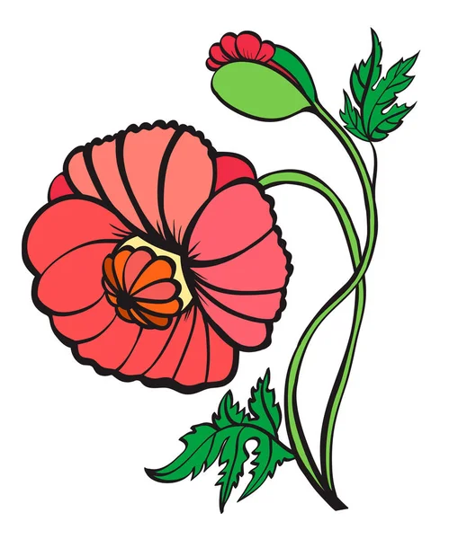 Kırmızı gelincikler beyaz arkaplanda izole edilmiş.