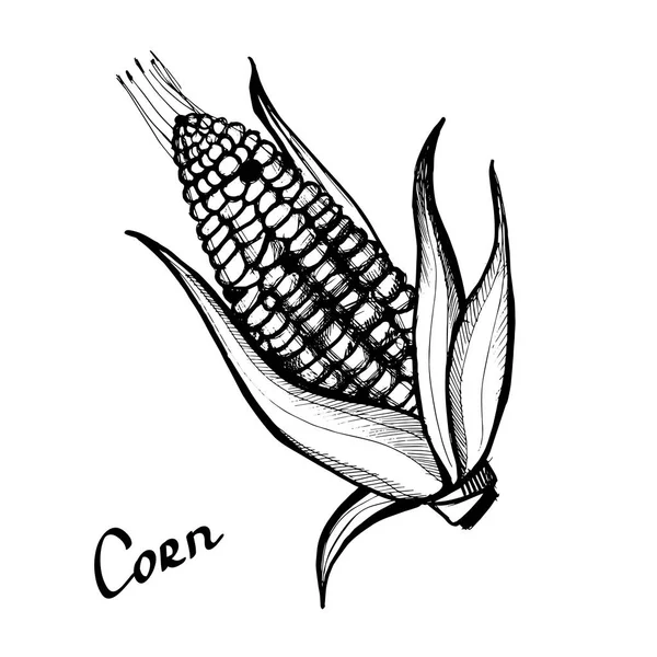 Mısır. Hafif bir arka plan üzerinde siyah beyaz resim.