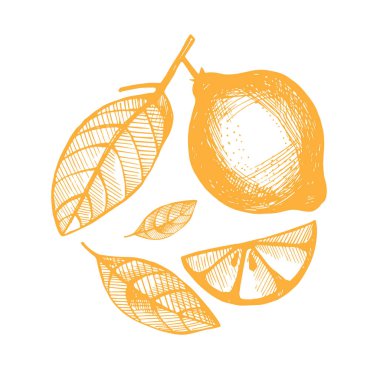 Vektör çizim - limon koleksiyonları el çekilmiş.