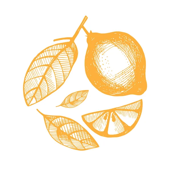 Vektör çizim - limon koleksiyonları el çekilmiş.