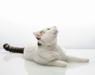 Beyaz arka planda beyaz benekli kedi yukarı bakar.