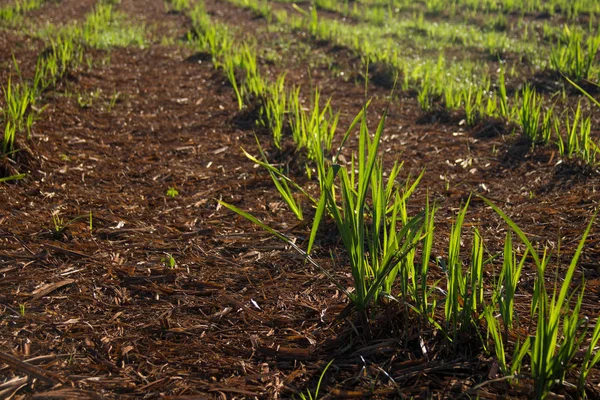 şeker kamışı ekimi
