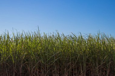şeker kamışı ekimi