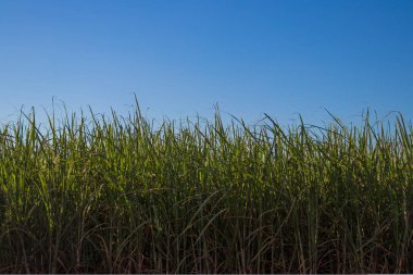 şeker kamışı ekimi