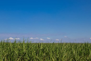 şeker kamışı ekimi
