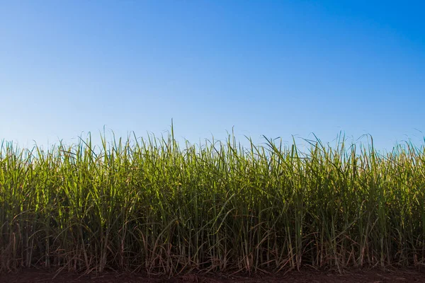 sugar cane plantation