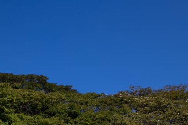 ağaçlar mavi gökyüzü