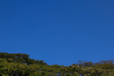 ağaçlar mavi gökyüzü