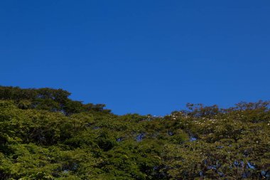 ağaçlar mavi gökyüzü