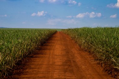 Şeker kamışı ve yol