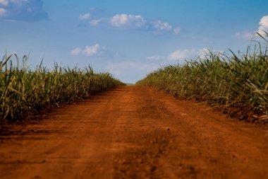 Şeker kamışı ve yol