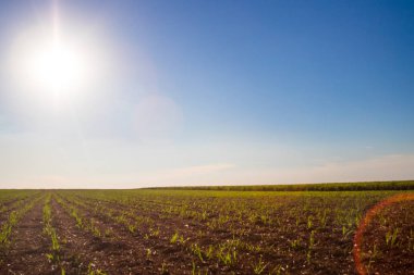 şeker kamışı ekimi