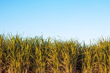 şeker kamışı ekimi