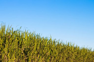 şeker kamışı ekimi