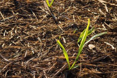 şeker kamışı ekimi