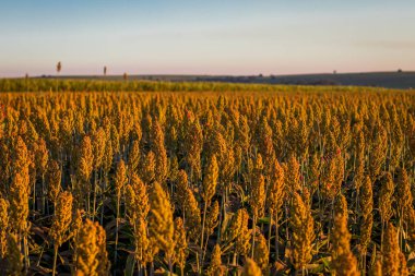 Sorgum çiftlik çiftlik