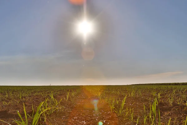 Zuckerrohrplantage — Stockfoto