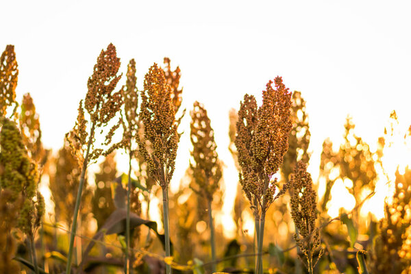 Sorghum Plantation farm