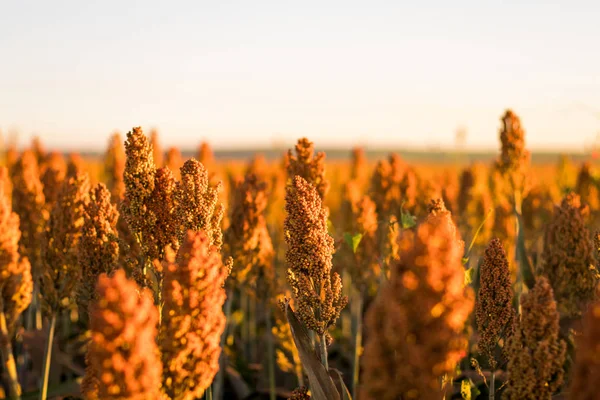 Granja de plantación de sorgo —  Fotos de Stock