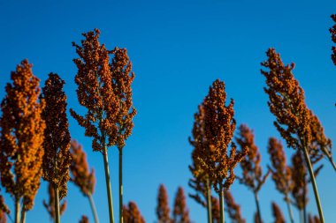 Sorgum çiftlik çiftlik