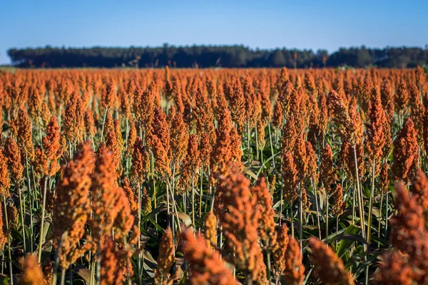 Granja de plantación de sorgo —  Fotos de Stock