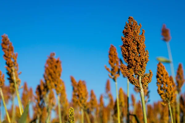 Granja de plantación de sorgo —  Fotos de Stock