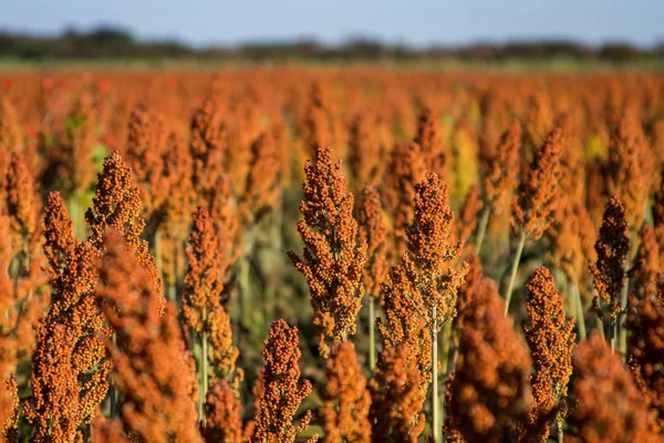 Granja de plantación de sorgo —  Fotos de Stock